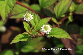 Image result for Lippia woodii
