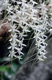 Image result for Mystacidium