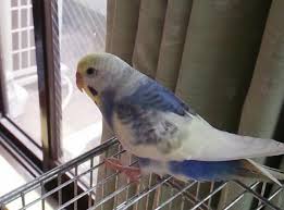 千葉県千葉市でインコを保護 保護鳥 Hogo 11122 いんこだより
