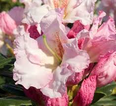 Southgate Breeze Rhododendron Southern Living Plant Collection Southern Living Plants Plant Collection