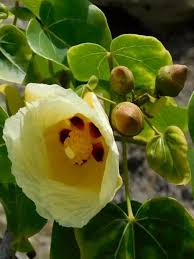 Image result for Thespesia populnea