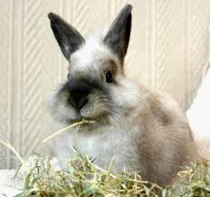 Depending on where you live, finding a. Hay For Rabbits Proper Rabbit Diet