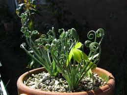 Image result for Albuca sp. no. 1