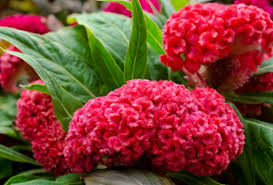 Shop Celosia Cockscomb Tall And Other Seeds At Harvesting History