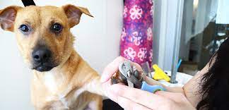 Maybe you would like to learn more about one of these? Dog Grooming Tips Aspca