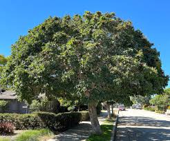 Image result for Sapindus