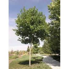 Morus Alba Fruitless Weisser Maulbeerbaum Fruitless Baumschule Newgarden Baumschule Maulbeerbaum Pflanzen