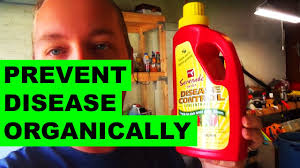 When to spray at the first sign of: Organically Preventing Lawn Disease With Serenade Youtube