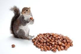 Learn about the hibernation with dr. What Do Squirrels Eat Animal Sake