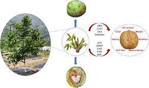 Image result for Medium Walnut 1990 Tracer