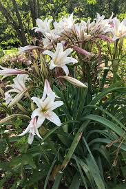 Image result for Crinum harmsii