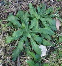 Image result for Erigeron sumatrensis