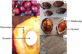 Image result for Anisophyllea