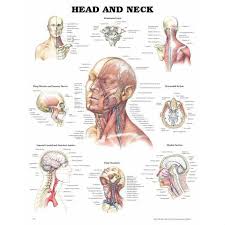 They are further categorized according function such as flexion, extension, or rotation. Head And Neck Anatomical Chart The Physio Shop