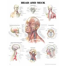 D) demonstrate sound knowledge of the surface/living and radiological anatomy. Head And Neck Anatomical Chart The Physio Shop
