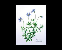 Image result for Felicia aethiopica
