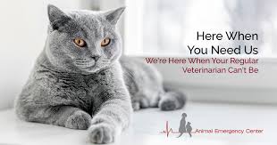 Urgent careurgent care centers can be faster and cheaper for situations that are not life threatening. Watsontown Emergency Veterinarians Animal Emergency Center
