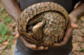 The animal is prized for its scales which are . Chinese Officials Seize 3 1 Tons Of Pangolin Scales Smart News Smithsonian Magazine