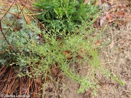 Image result for Thesium thamnus