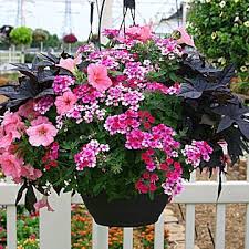 Pin On Container Gardening