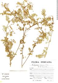 Image result for Aeschynomene nyassana