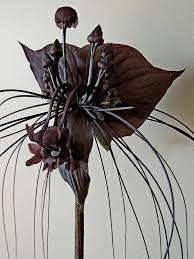 Black Bat Flower Tacca Chantrieri Bat Flower Cool Plants Unusual Plants