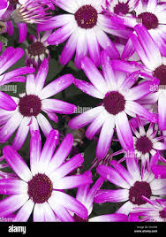 Senetti Care - Youtube