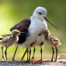 rosemarie demaio adli kullanicinin birds panosundaki pin hayvanlar hayvan sevimli hayvan yavrulari