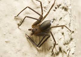 If you scratch them, they are going to last longer. Spider Bite Symptoms Brown Recluse Bites Are Often A Misdiagnosis