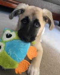 We did not find results for: Best Dog Food For A German Shepherd Lab Mix 2021 We Love Doodles