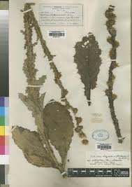 Image result for Berkheya zeyheri