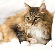 Coon, an alternative name for maine coon, a breed of domestic cat. Die Maine Coon Katze Herkunft Haltung Und Eigenarten Vs