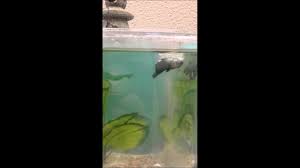 New and used items, cars, real estate, jobs, services, vacation rentals and more virtually anywhere in ontario. Betta Girl Plays In The Betta Falls Out Flow Youtube