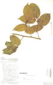 Image result for Vittaria volkensii