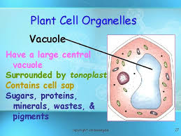 Check spelling or type a new query. Basic Structure Of A Cell Copyright Cmassengale 1