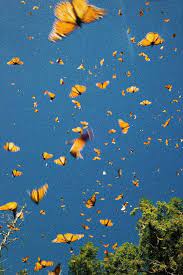 Up to 70% off top brands & styles. Cute Aesthetic Butterflies Wallpapers Wallpaper Cave