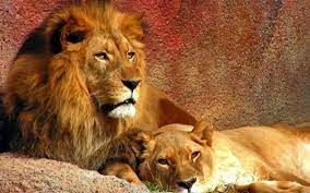 Cute Lion Couple Crop Lion Family Hd Crop To 1920x1080 O Select Your Resolution Animals Beautiful Lion Pictures Wild Animal Wallpaper