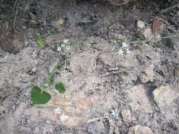 Image result for Pimpinella buchananii