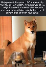 Black And Tan Shiba Inu Dachshund Mix Corgi Shiba Inu Mix Reviewed By Vets 3 Reasons To Avoid Doggypedia In 2020 Shiba Inu Mix Shiba Inu Shiba