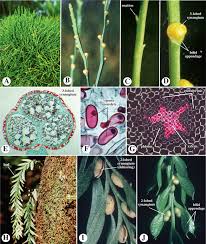 Image result for Isoetaceae