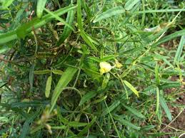 Image result for Vigna parkeri