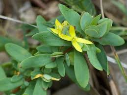 Image result for Oxyanthus strigosus