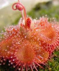Image result for Drosera burkeana