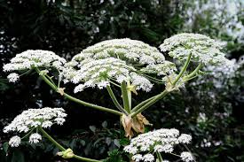 Image result for Physotrichia heracleoides