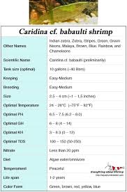 Caridina Babauilty Shrimp Water Parameters Shrimp Tank Shrimp Amano Shrimp