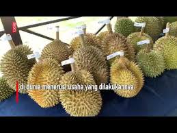 Ketika tanaman (pokok musang king) masih kecil, ia tidak boleh terlalu terdedah kepada cahaya matahari. Jabatan Pertanian Sasar 50 Peratus Pokok Musang King Menjelang 2022 Kool Fm