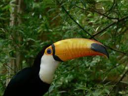 This clue was last seen on new york times crossword september 9 2020 answers in case the clue doesn't fit or there's something wrong please contact us. Oversized Beak Keeps Toucan Cool Science Smithsonian Magazine