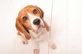 We did not find results for: Can Dogs Eat Cashews Are Cashews Bad For Dogs Are Cashews Safe For Dogs