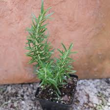 Image result for Rosmarinus officinalis