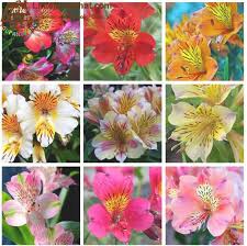 Description of the alstroemeria flower. All About Alstroemeria History Meaning Facts Care More